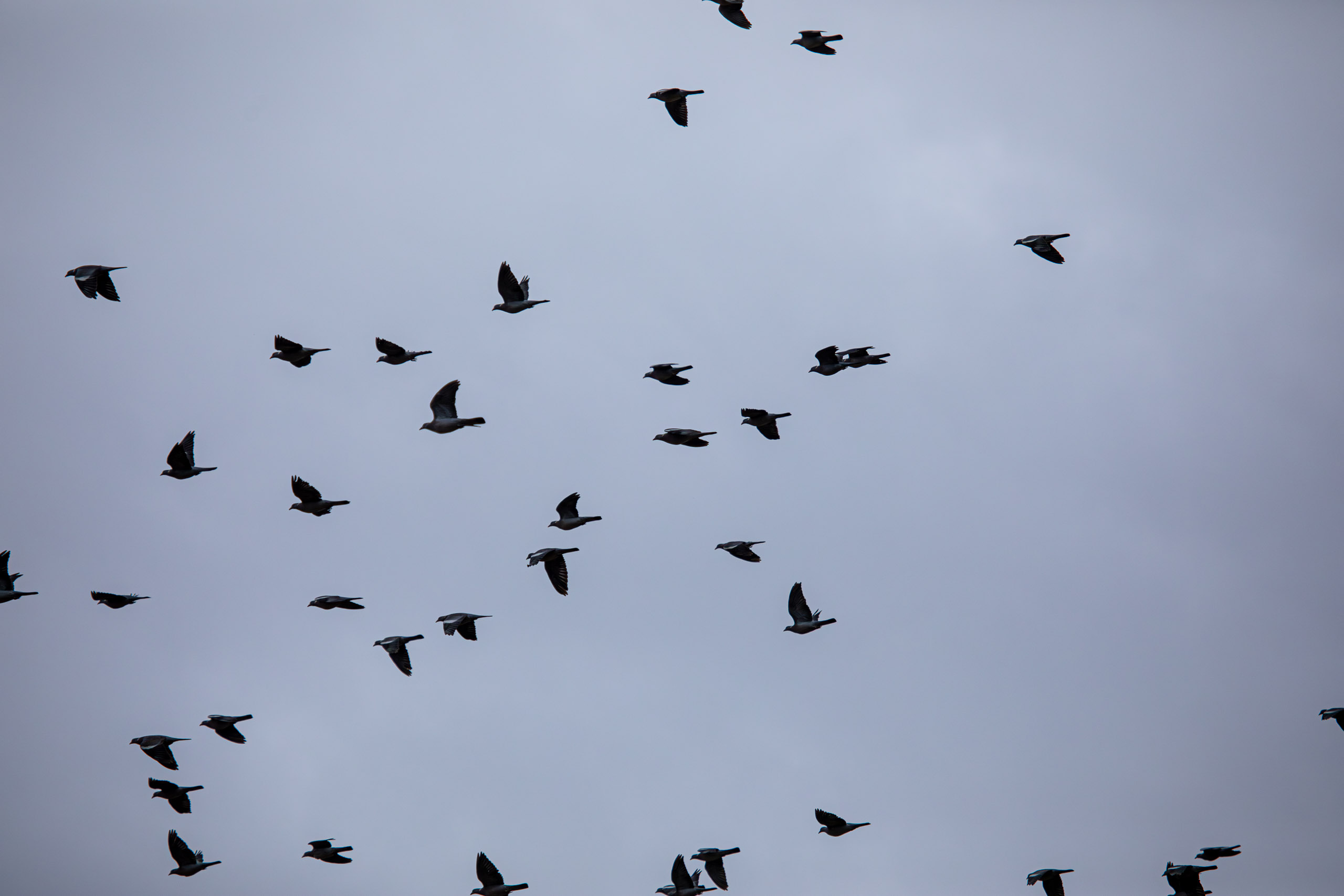 20231014094956 RD4 4611 e